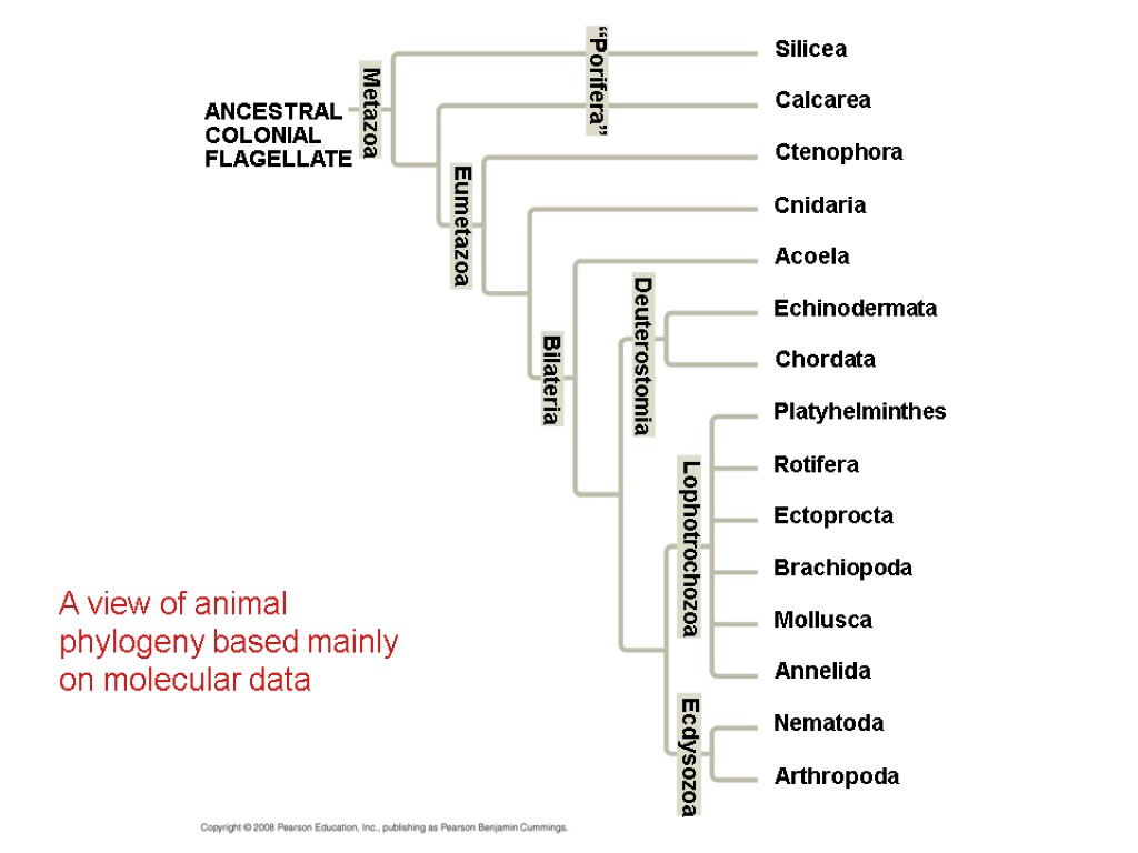 A view of animal phylogeny based mainly on molecular data Silicea ANCESTRAL COLONIAL FLAGELLATE